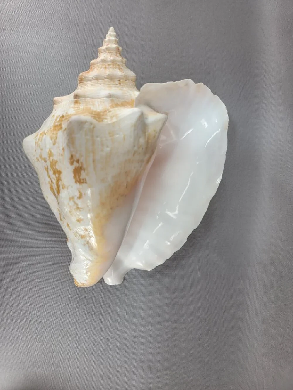 Vtg Natural Conch Shell Seashell Beach Nautical Home Decor Distressed Weathered